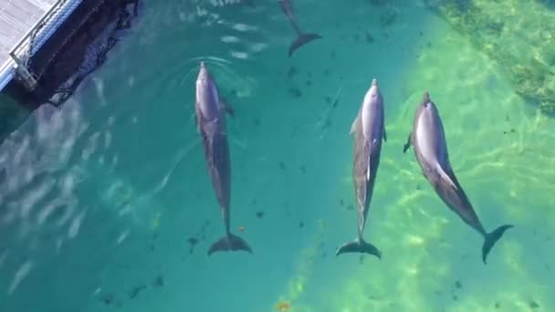 Dolfijnen Gehouden Gesloten Zeepennen Dolphin Island Park Punta Cana Bovengrondse — Stockvideo