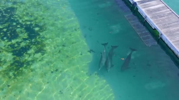 Dolphins Swim Together Shallow Ocean Pen Caged Animals Human Amusement — Stockvideo