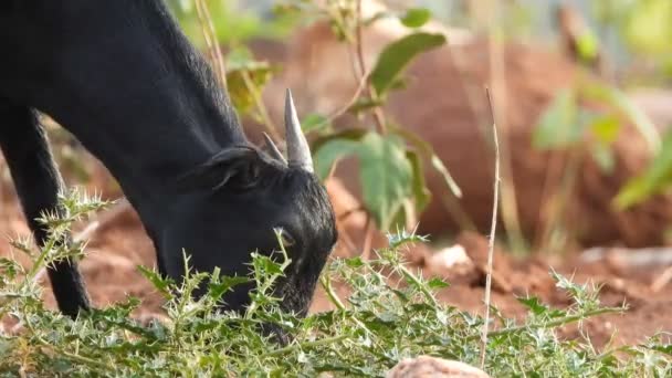 Goat Eating Grass Ground — Video Stock