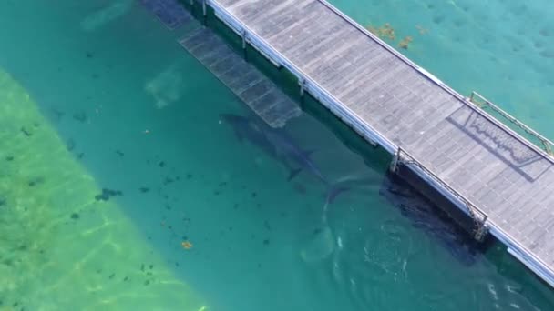 Bacalao Delfines Nadando Delfinario Parque Isla Del Delfín Punta Cana — Vídeos de Stock