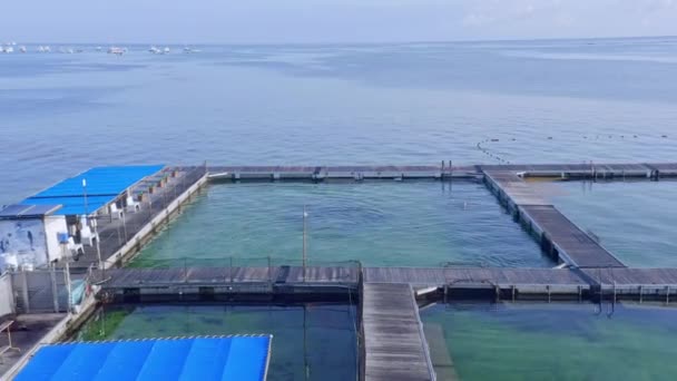 Gevangene Dolfijnen Zwemmen Zee Hokken Punta Cana Caribbean Vanuit Lucht — Stockvideo