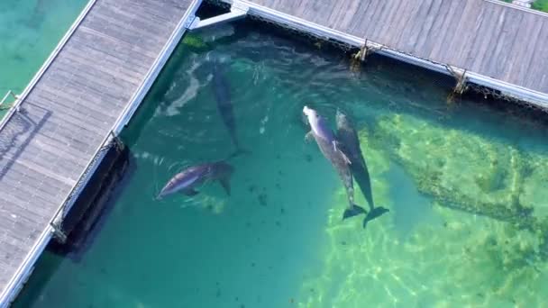 Marine Enclosure Keeping Dolphins Captive Tourist Attraction Caribbean — Vídeos de Stock