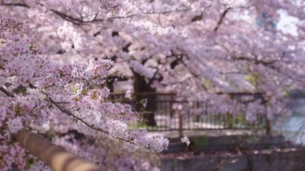 Sakura Bloom Osaka Castle Moat Fresh Spring Scene Japan — стоковое видео