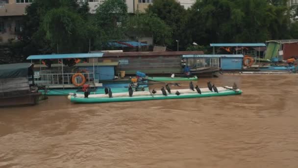 Corvos Marinhos Pesca Empoleirados Barco Rio Forte Fluxo Lamacento — Vídeo de Stock