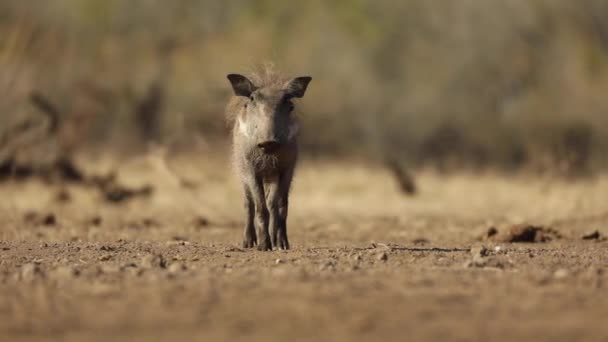 Low Angle Shot Van Een Jonge Wrattenzwijn Staren Camera Voor — Stockvideo