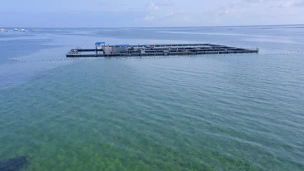 Oceaanhokken Van Dolphin Island Park Dolfijnen Leefruimten Punta Cana Drone — Stockvideo