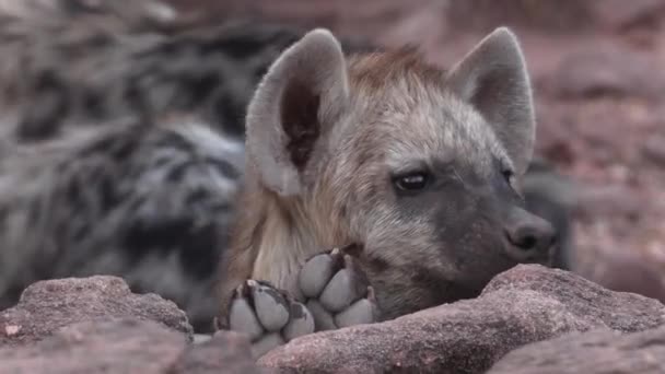 Zbliżenie Uroczej Hieny Podglądającej Skały Mashatu Botswana — Wideo stockowe