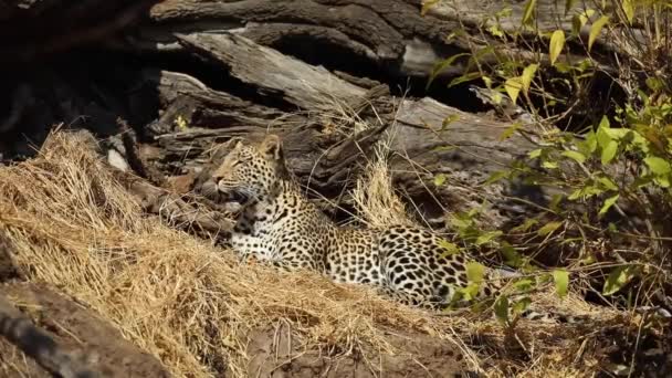 在博茨瓦纳的Mashatu 在打呵欠的时候 有一只豹子在打哈欠 — 图库视频影像