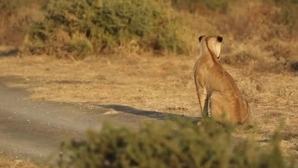 Güzel Altın Bir Sabah Işığında Mashatu Botswana Oturan Dişi Aslanın — Stok video