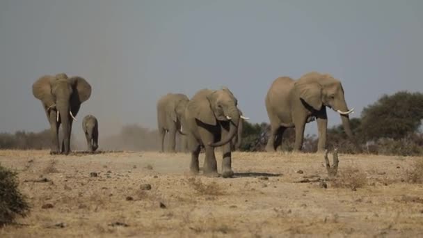 Verbazingwekkende Slow Motion Van Een Afrikaanse Olifant Kudde Wandelen Droge — Stockvideo