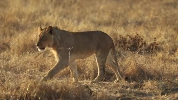 Lindo Leão Macho Jovem Andando Tropeçando Luz Dourada Mashatu Botswana — Vídeo de Stock