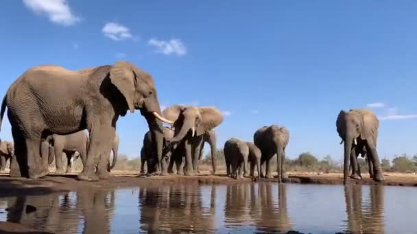 在博茨瓦纳马沙图的一个水坑里喝水的一群非洲大象的时间 — 图库视频影像