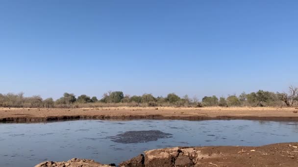 Zeitraffer Einer Herde Afrikanischer Elefanten Die Einem Wasserloch Ankommt Und — Stockvideo