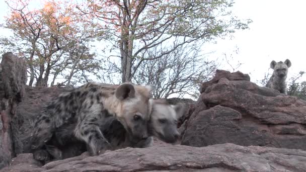 Aufnahmen Neugieriger Gefleckter Hyänenjungen Die Die Kamera Schauen Mashatu Botswana — Stockvideo