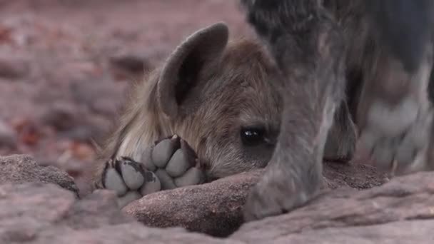 Closeup Cute Spotted Hyena Cub Face Peeping Rock Mashatu Botswana — Stock Video