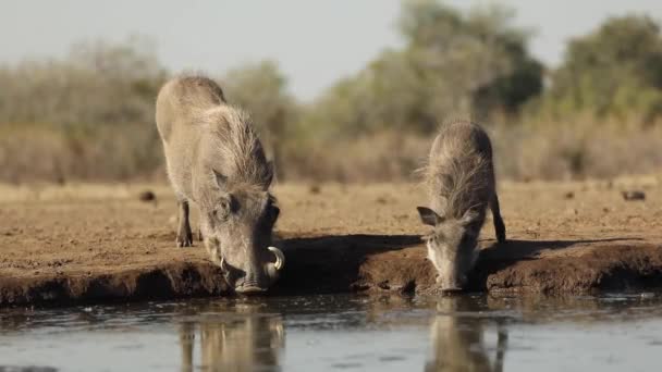 Wide Shot Female Warthog Her Young Drinking Waterhole Mashatu Botswana — Stockvideo