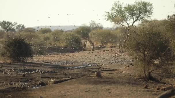 Bred Bild Afrikansk Elefant Som Går Genom Stor Flock Röda — Stockvideo