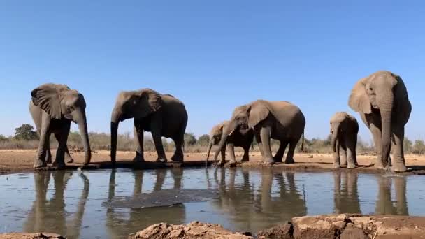 Timelapse Breeding Herd African Elephants Drinking Waterhole Walking Away Mashatu — Video Stock