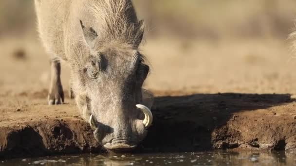 Medium Closeup Female Warthog Drinking Waterhole Mashatu Botswana — Videoclip de stoc