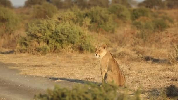 Wide Shot Lioness Sitting Looking Beautiful Morning Light Mashatu Botswana — Stockvideo