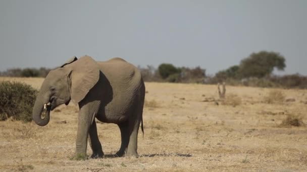 Ampia Ripresa Giovane Elefante Che Esce Dalla Cornice Mashatu Botswana — Video Stock