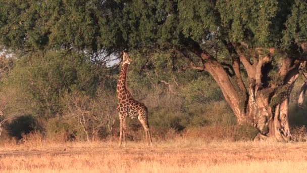 Wide Shot Male Giraffe Feeding Leaves Tall Tree Golden Light — стоковое видео