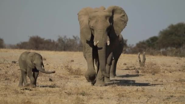 Wide Shot Cute Baby Elephant Leading Herd Mashatu Botswana — Vídeos de Stock