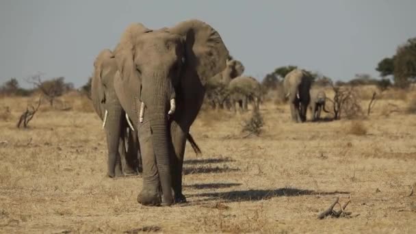 マシャトゥ ボツワナのカメラに向かって歩いている象の群れの美しいワイドショット — ストック動画