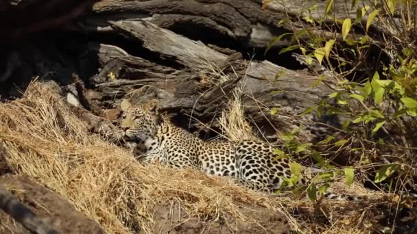 Amplo Tiro Leopardo Deitado Observando Seus Arredores Mashatu Botswana — Vídeo de Stock