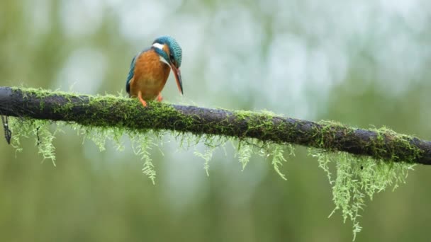 Eisvogel Jagt Und Taucht Schnell Fluss Unten Einen Fisch Fangen — Stockvideo