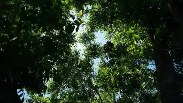 Luz Del Sol Alcanza Punto Máximo Través Hermoso Dosel Árbol — Vídeos de Stock