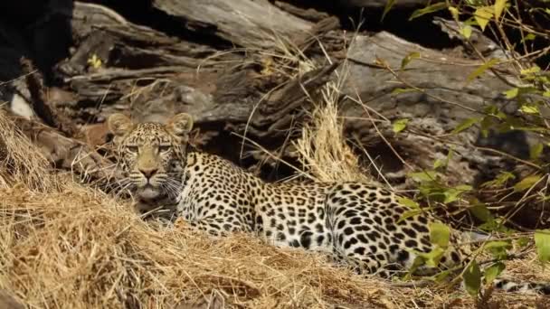 Colpo Largo Leopardo Che Posa Nell Erba Secca Mashatu Botswana — Video Stock