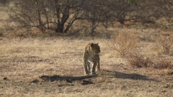 Amplo Tiro Leopardo Andando Grama Seca Antes Parar Olhar Para — Vídeo de Stock