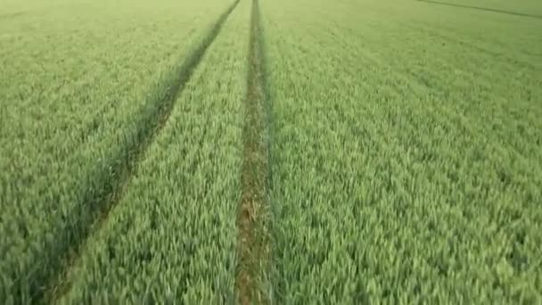 Mittlerer Luftdruck Über Grünen Weizenfeldern Auf Landwirtschaftlichen Flächen — Stockvideo