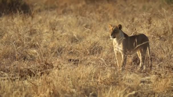 Amplo Tiro Uma Leoa Prado Seco Mashatu Botswana — Vídeo de Stock