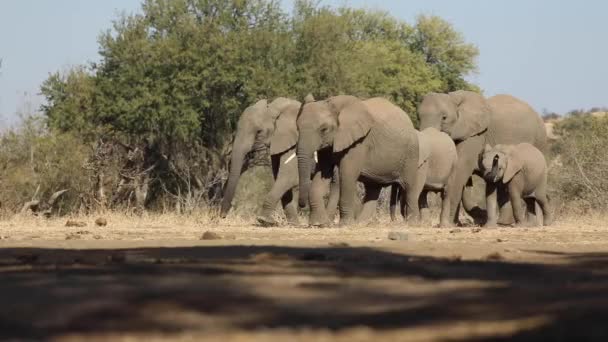 Stunning Wide Shot Herd African Elephants Walking Camera Mashatu Botswana — Stock Video