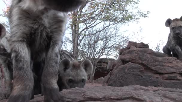 Verblüffende Nahaufnahme Von Gefleckten Hyänenjungen Die Die Kamera Schauen Mashatu — Stockvideo