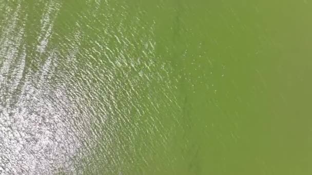 Güneşli Bir Günde Yeşil Bir Gölde Yüzen Ördeklerin Tam Üstünden — Stok video