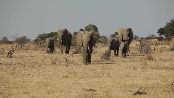 Hermosa Toma Una Manada Elefantes Africanos Acercándose Cámara Lenta Mashatu — Vídeos de Stock