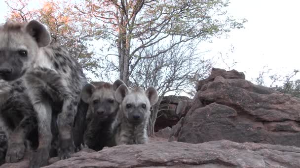 Unique Low Angle Shot Cute Spotted Hyena Cubs Sniffing Camera — Vídeo de Stock