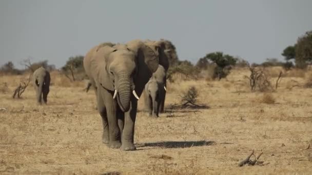 Movimiento Lento Una Manada Elefantes Africanos Caminando Por Las Llanuras — Vídeos de Stock