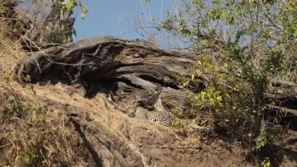 Extreme Wide Shot Beautiful Camouflaged Leopard Hiding Dry Grass Mashatu — Video Stock