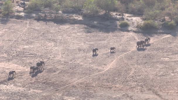 Vue Aérienne Troupeau Reproducteur Éléphants Marchant Dans Lit Rivière Sec — Video