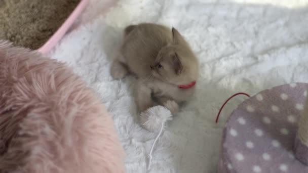 Beautiful Tonkinese Kitten Plays Toy Mouse — 图库视频影像
