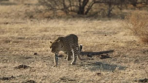 Широкий Снимок Леопарда Преследующего Замедленной Съемке Машату Ботсвана — стоковое видео
