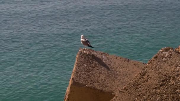 Seagull Sitting Stone Wave Breaker Ocean Background — Stock Video