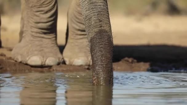 Extrémní Detailní Záběr Sloní Chobot Zatímco Pije Zpomaleném Filmu Mashatu — Stock video