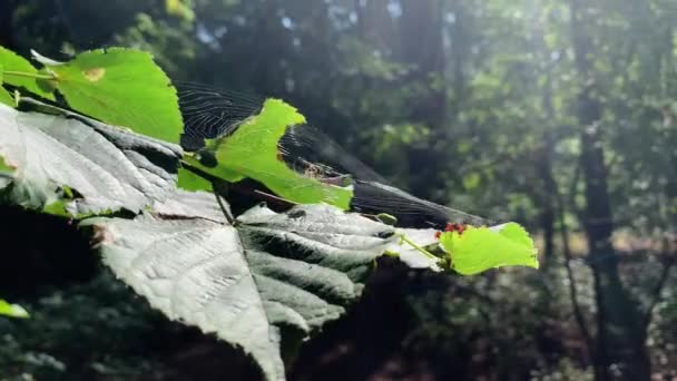 Een Wespenspin Beweegt Snel Haar Web Een Groot Groen Blad — Stockvideo