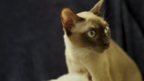 Beautiful Tonkinese Kitten Looks — Vídeo de stock