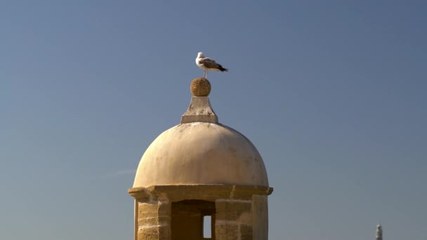 Seagull Sitting Top Stone Tower Cadiz — Stockvideo